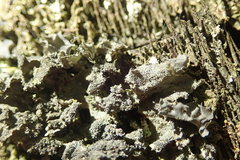 Leptogium denticulatum