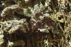 Leptogium denticulatum