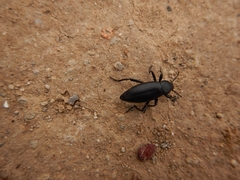 Tenebrioninae