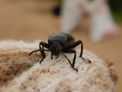 Tenebrioninae