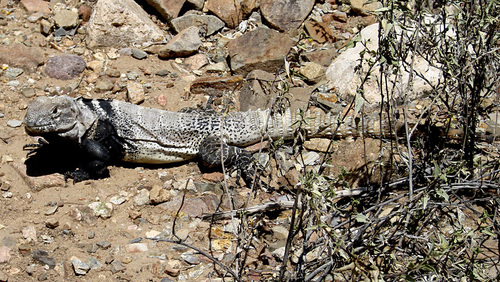 San Esteban Spinytail Iguana, Ctenosaura conspicuosa