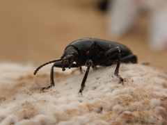 Tenebrioninae