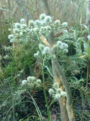 Eryngium aquaticum
