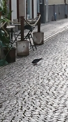 Columba livia domestica