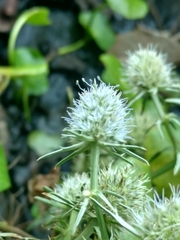 Eryngium aquaticum