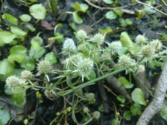 Eryngium aquaticum