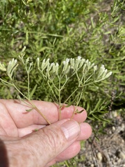 Eupatorium linearifolium