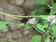 Eprius veleda veleda