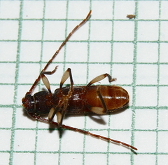 Tylonotus bimaculatus