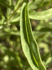 Eupatorium linearifolium