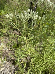 Eupatorium linearifolium