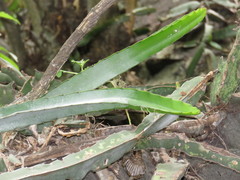 Selenicereus ocamponis