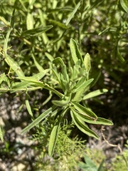 Eupatorium linearifolium