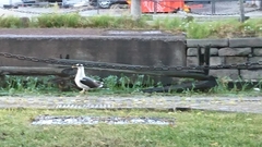 Larus marinus