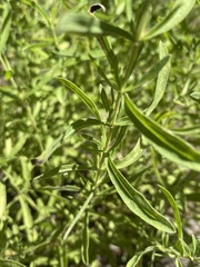 Eupatorium linearifolium