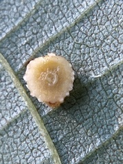 Caryomyia glebosa