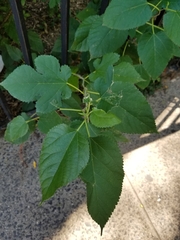 Morus alba