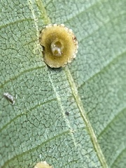 Caryomyia glebosa