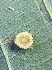Caryomyia glebosa
