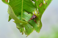 Strigapoderus tranquebaricus