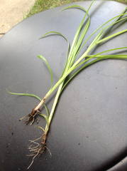 Carex muskingumensis