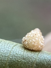 Caryomyia glebosa