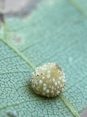 Caryomyia glebosa