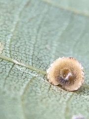 Caryomyia glebosa
