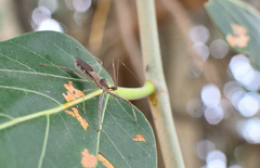 Epidaus