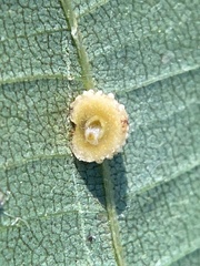 Caryomyia glebosa