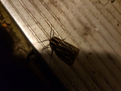 Apantesis virguncula