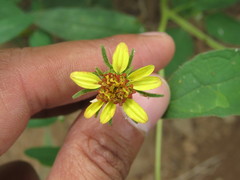 Simsia foetida