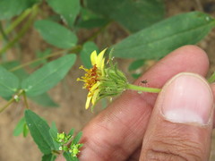 Simsia foetida