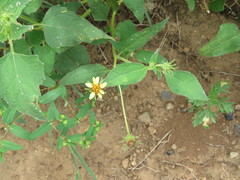 Simsia foetida