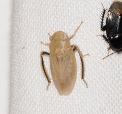 Negosiana dualis