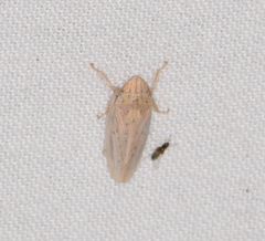 Prairiana
