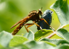 Asilus sericeus