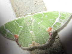 Comibaena nigromacularia