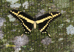 Heraclides thoas brasiliensis