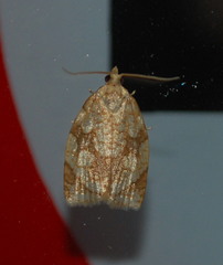 Adoxophyes negundana