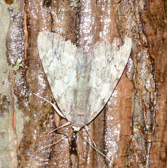 Catocala insolabilis