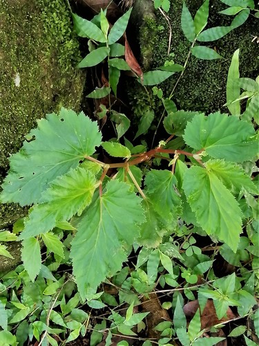 Begonia hirsuta image