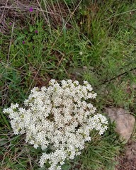 Stevia serrata