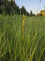 Platanthera hyperborea