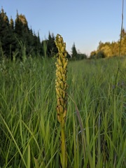 Platanthera hyperborea