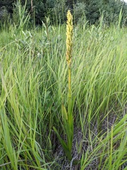 Platanthera hyperborea