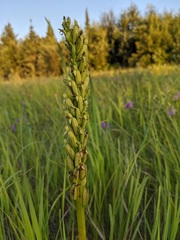 Platanthera hyperborea