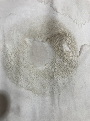 Xerocomus illudens