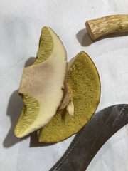 Xerocomus illudens
