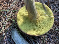 Xerocomus illudens